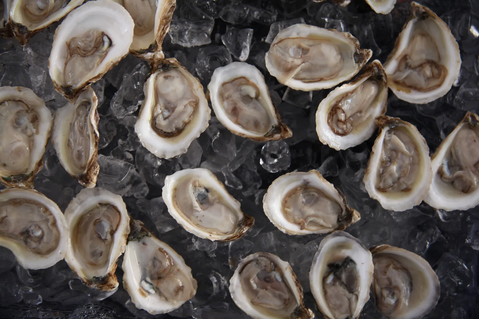 Freshly shucked oysters served on crushed ice