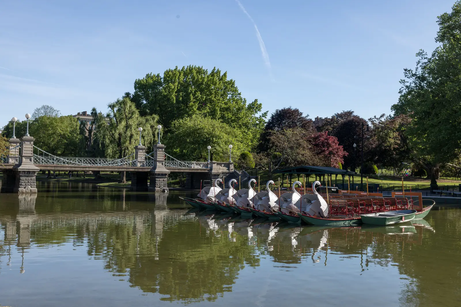 Swan boats tied up on the lagoon below the bridge in the Boston Public Garden