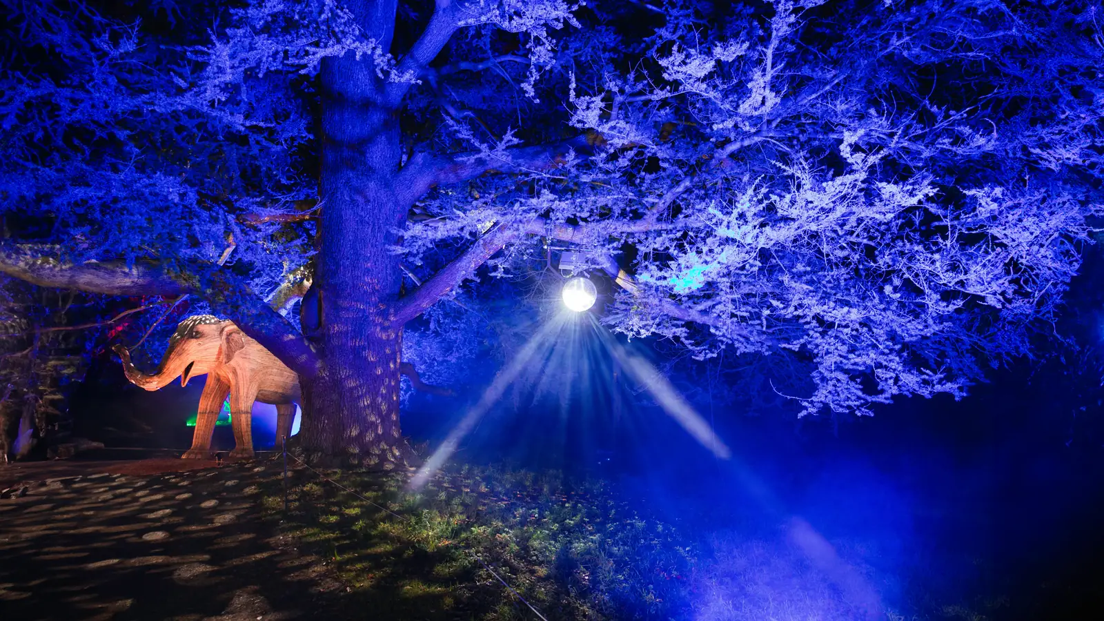 An illuminated elephant lantern under trees lit blue at a holiday light show