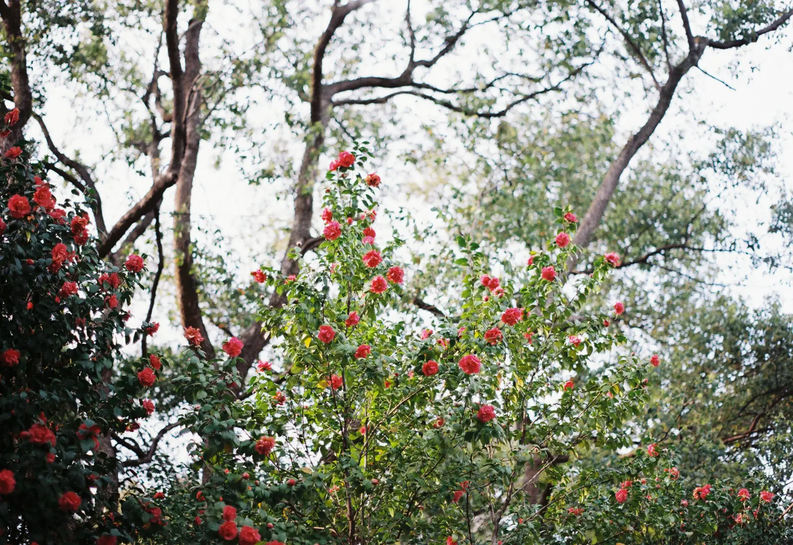 Camellia bushes in full red bloom under old trees in a garden