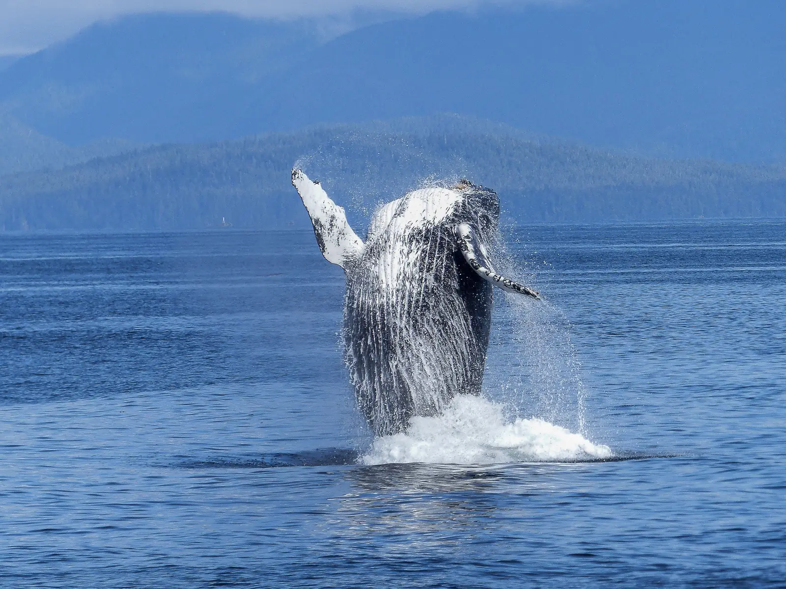 A humpback whale breaching clear of the water in front of forested hills