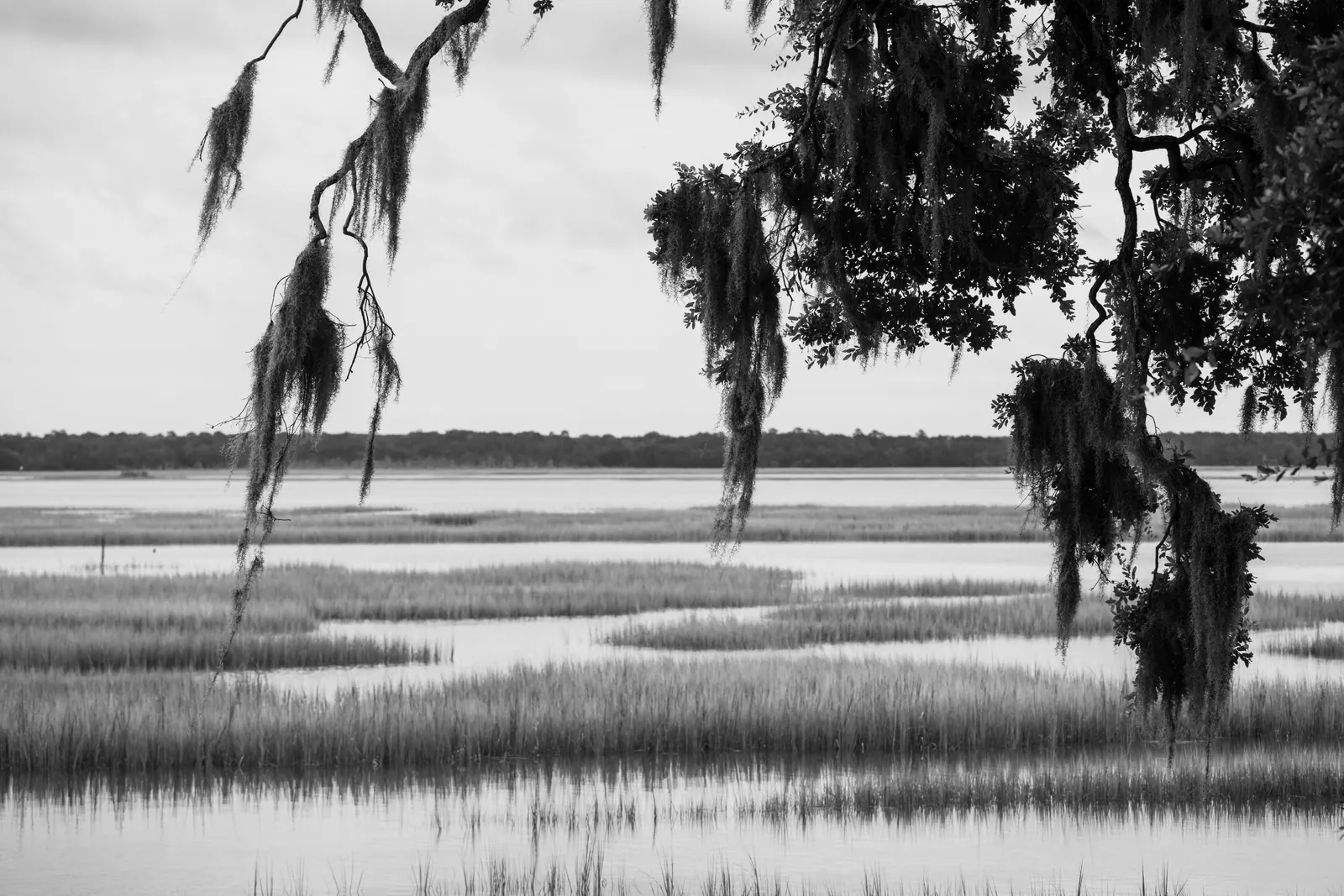 Lowcountry marsh grass and live oaks draped in Spanish moss near Charleston