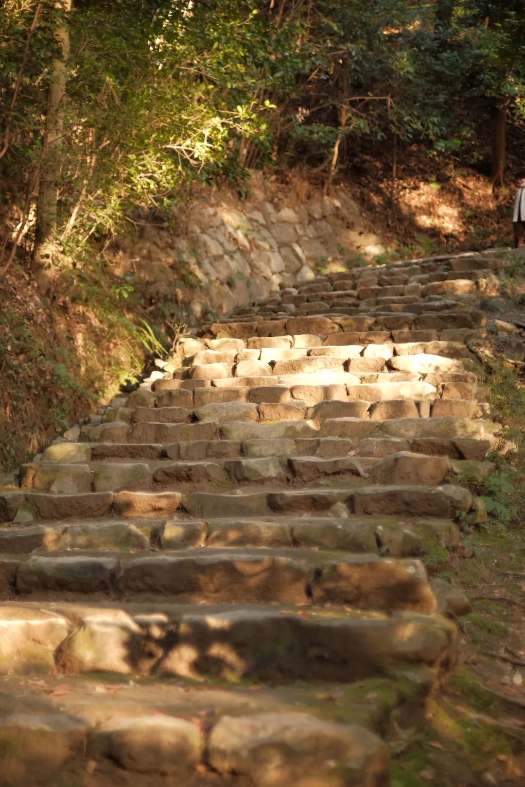 Stone steps climbing a steep forest trail