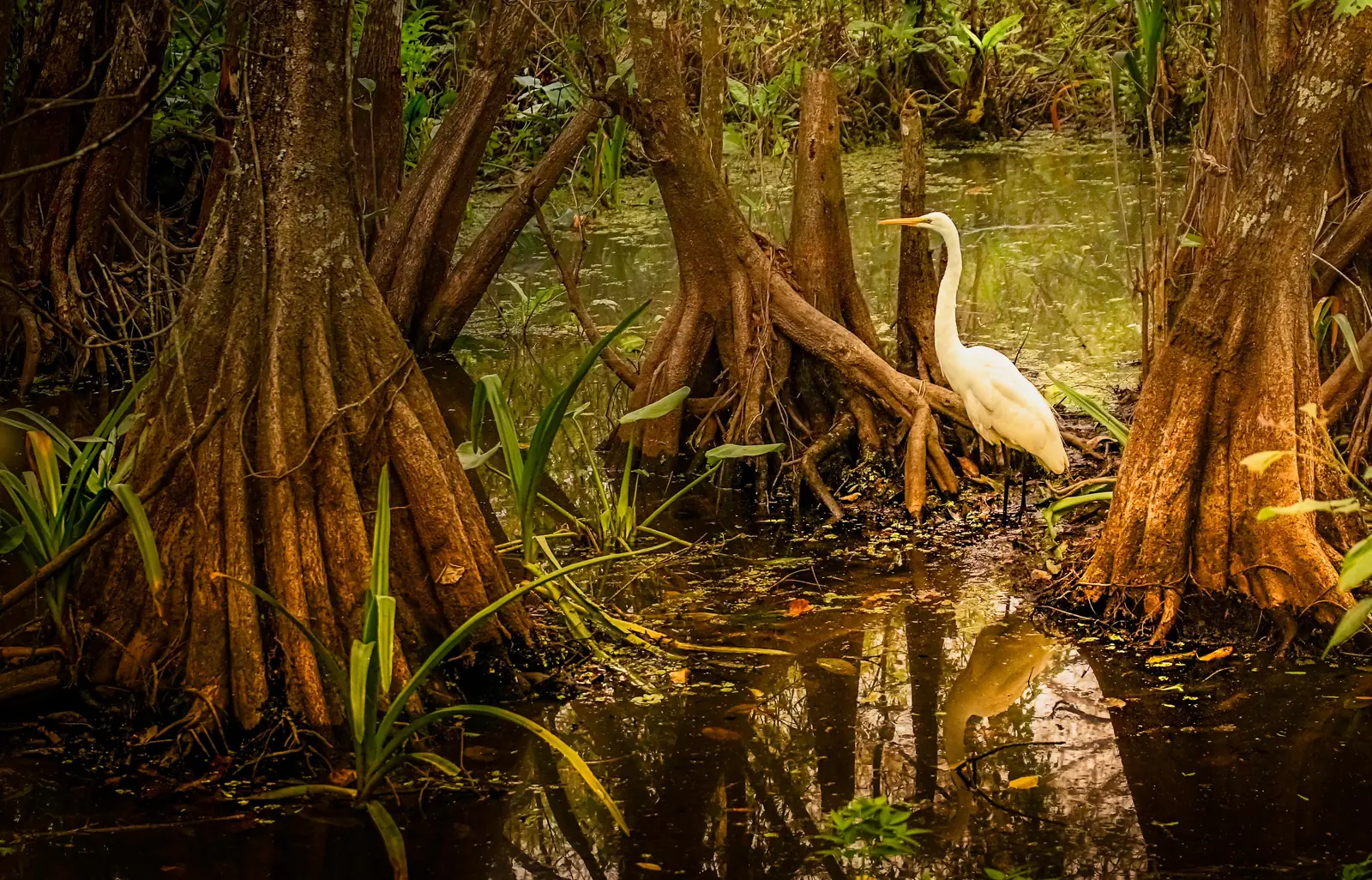 A white egret standing among cypress trunks and knees in a swamp