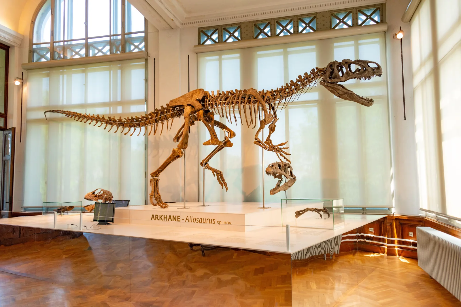 A mounted dinosaur skeleton on display in a museum hall
