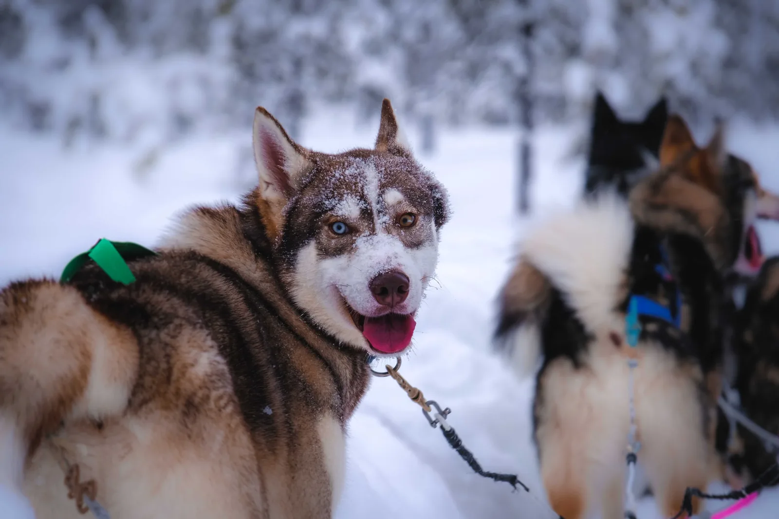 A team of huskies pulling a sled through a snowy forest