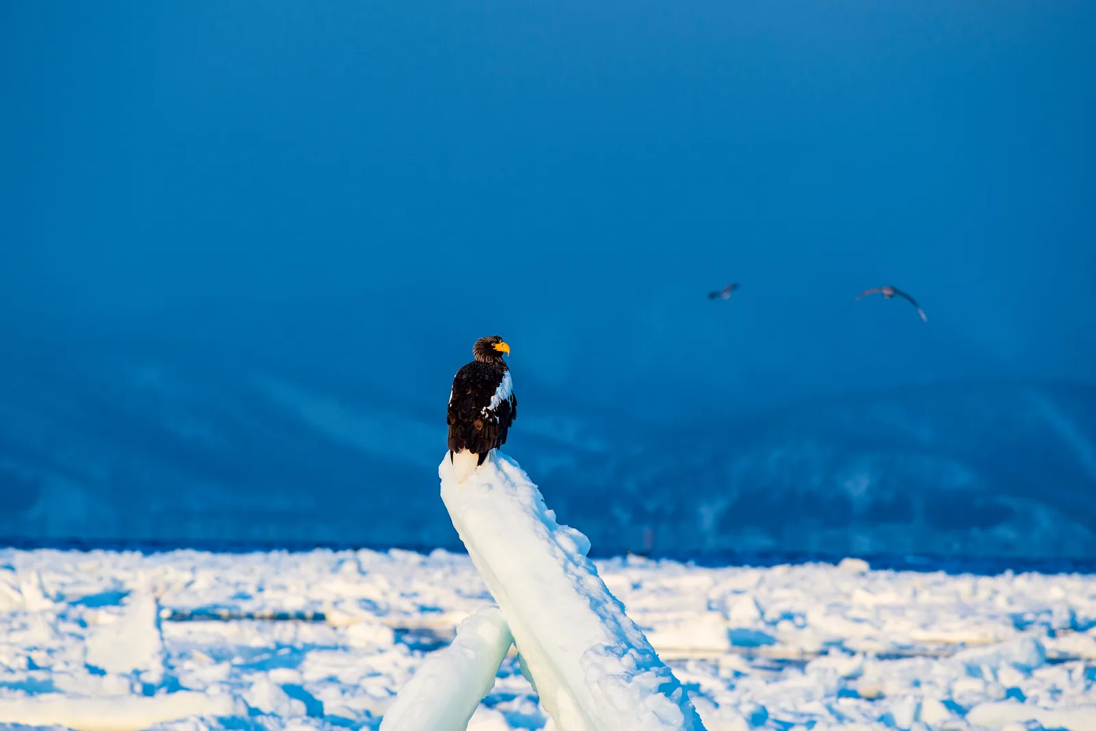 A sea eagle perched on a floe of drift ice
