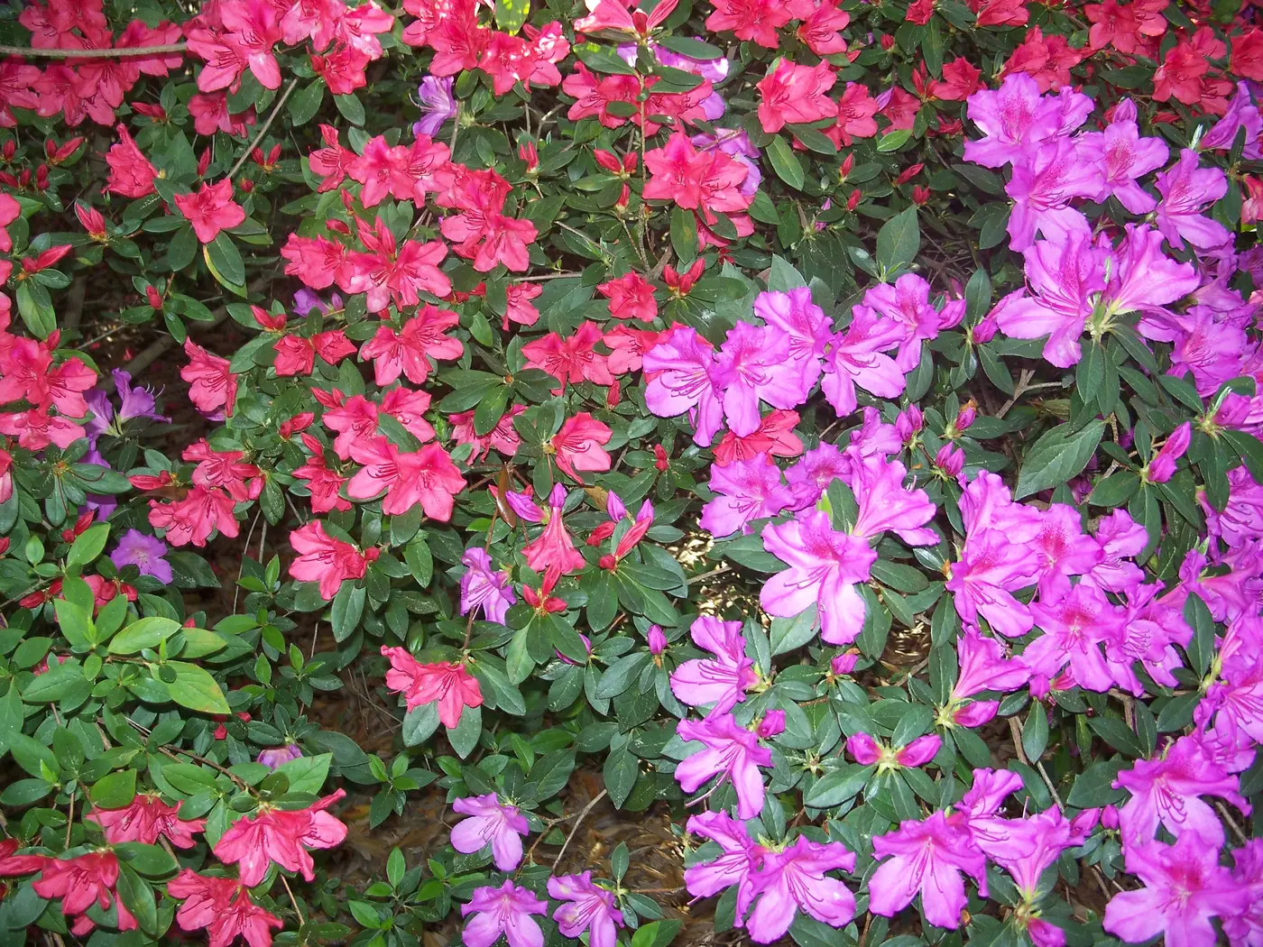Pink azaleas in bloom at Eden Gardens State Park in Florida