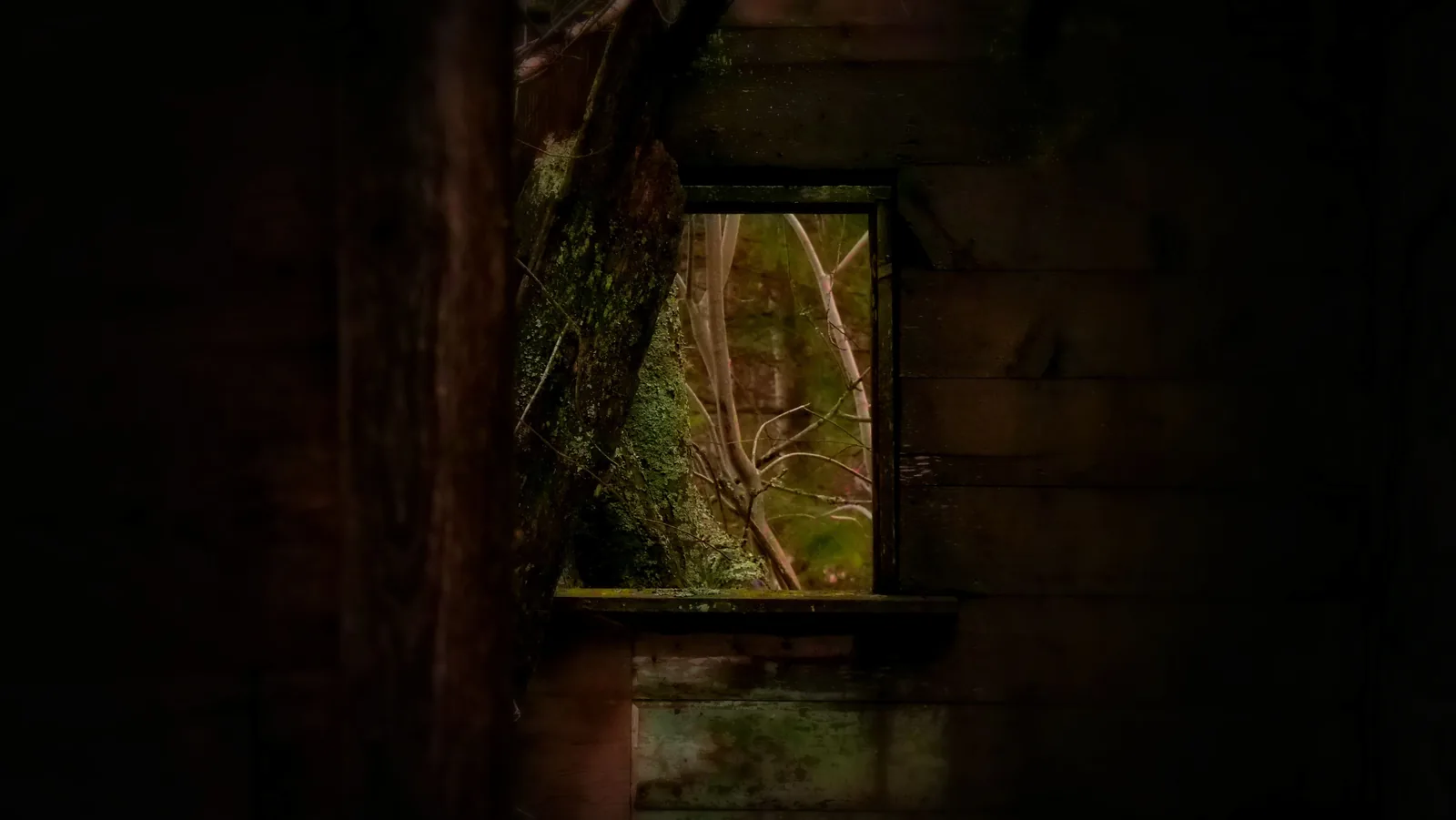 Looking through the window of an abandoned wooden cabin in the woods