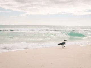 A gull on the shoreline with emerald green surf behind it in Destin, Florida