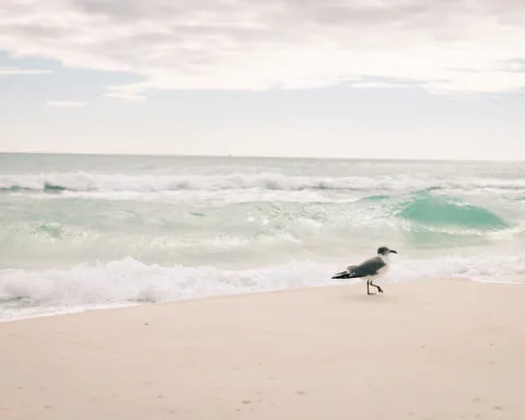 A gull on the shoreline with emerald green surf behind it in Destin, Florida