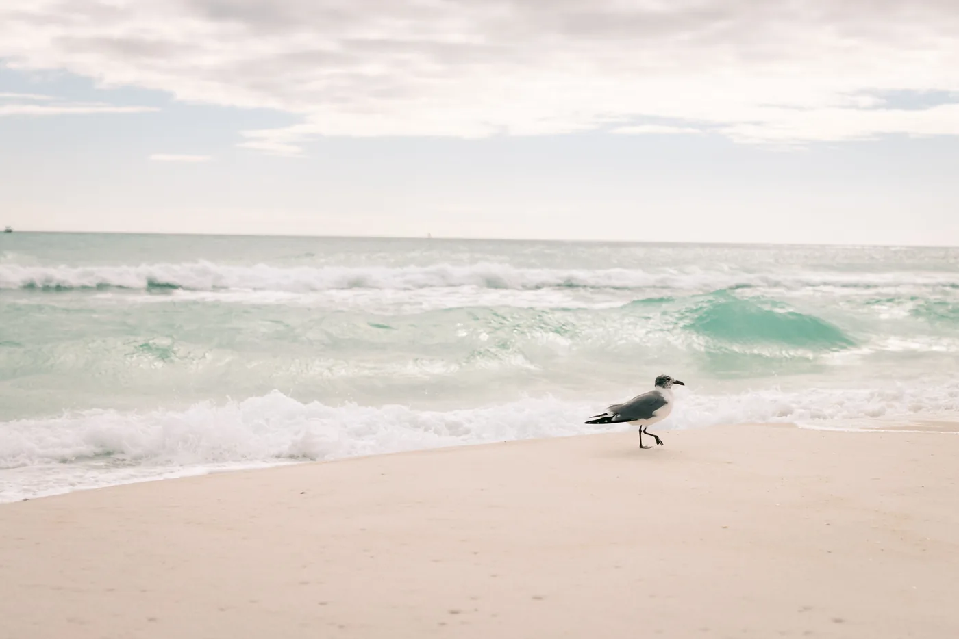 A gull on the shoreline with emerald green surf behind it in Destin, Florida