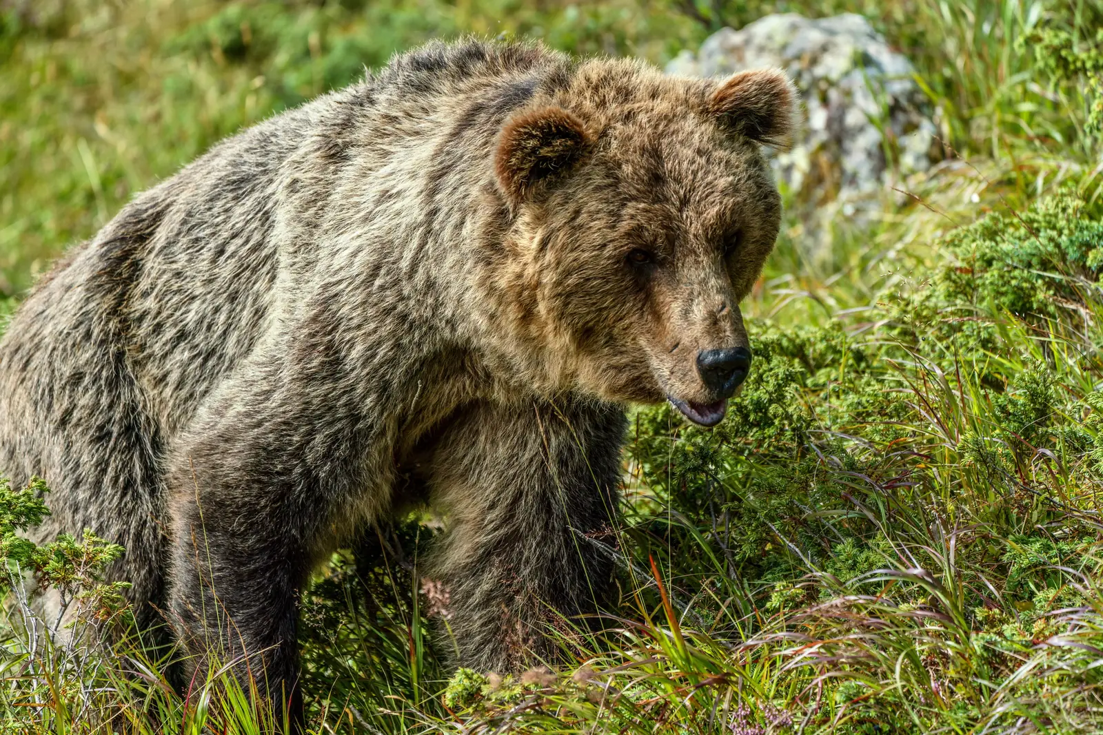 A grizzly bear standing in tall grass
