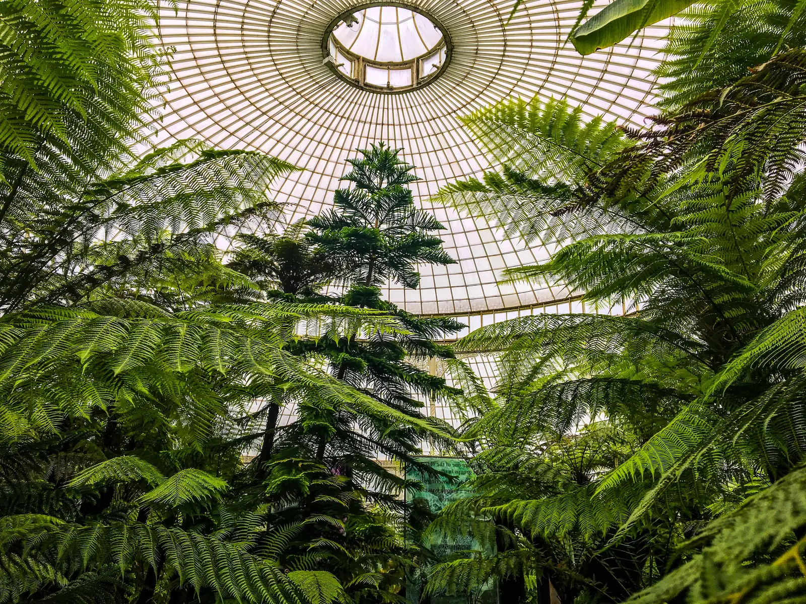 Tree ferns filling a glasshouse beneath a ribbed glass dome