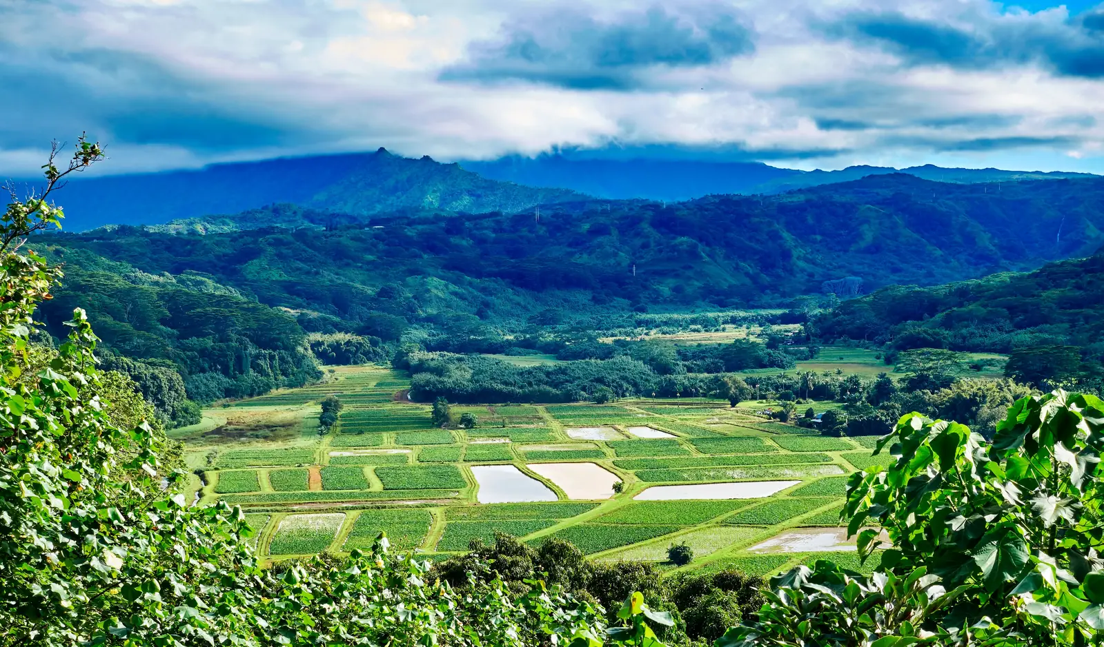 Terraced taro fields laid out in flooded squares in Hanalei Valley, Kauai
