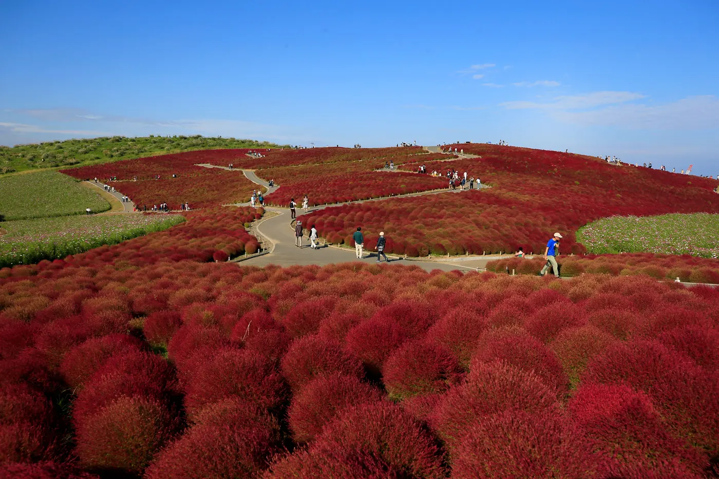 Thousands of scarlet kochia bushes covering the hill at Hitachi Seaside Park