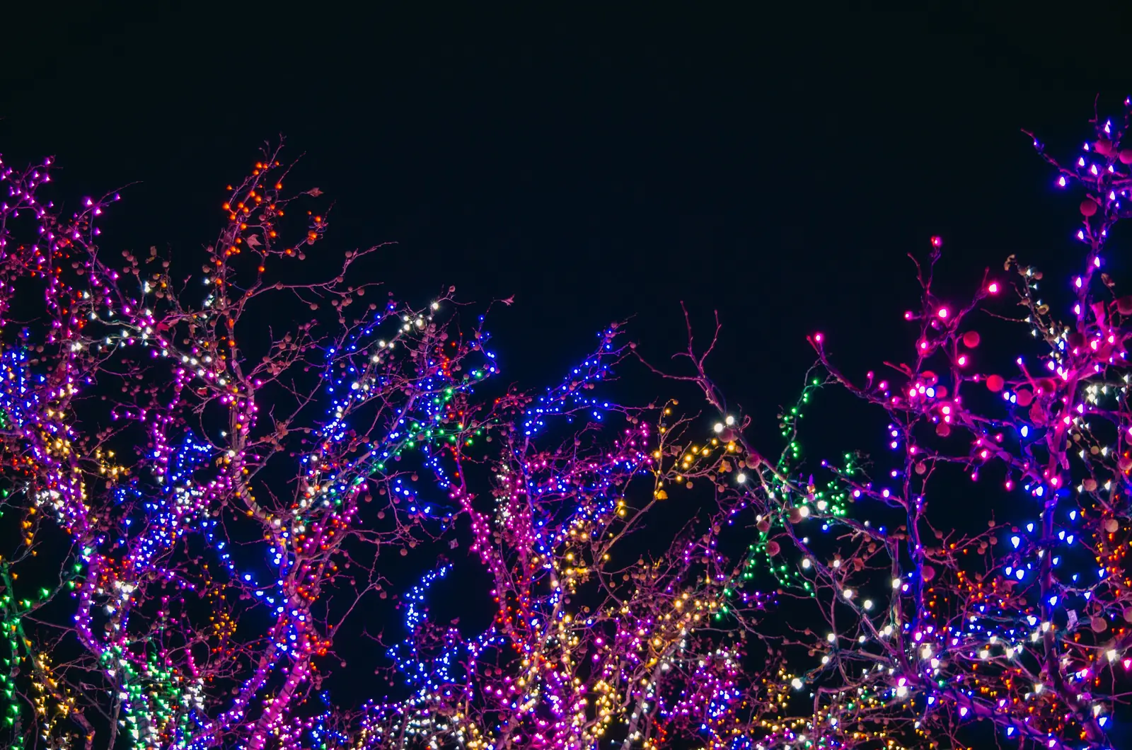 Bare trees covered in dense colored lights against a night sky