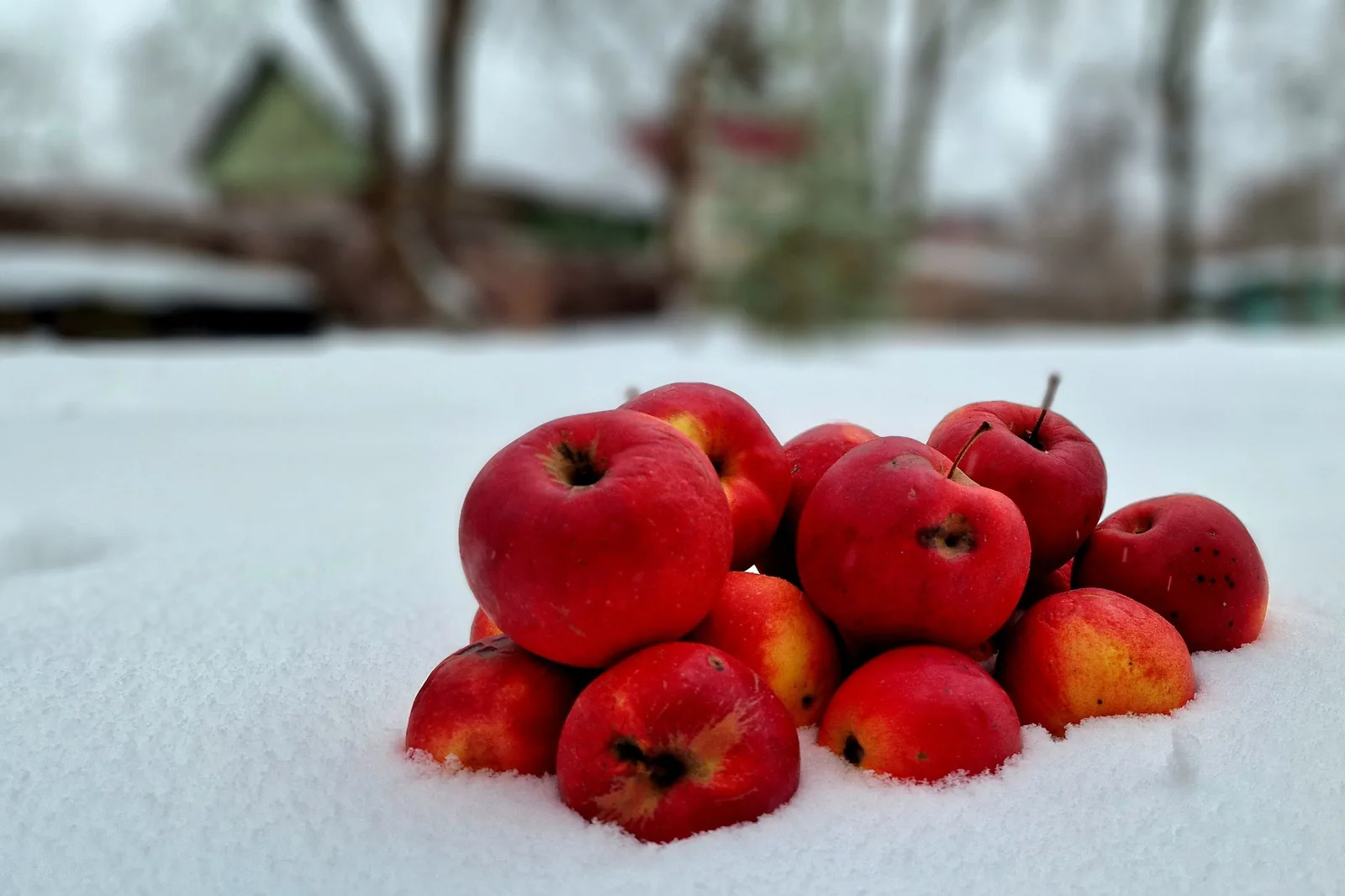 Apples left out on the snow in winter