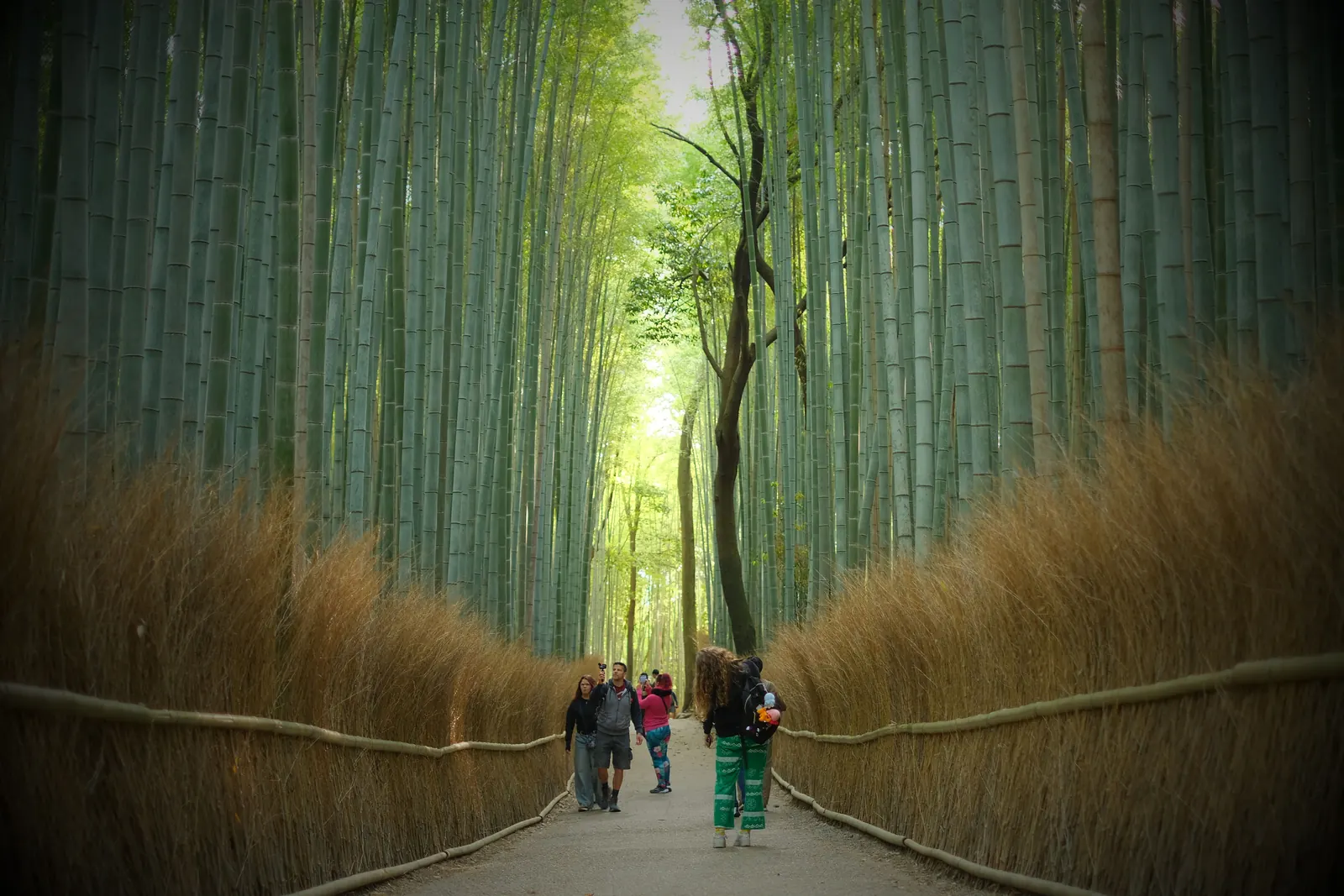 Visitors walking the path through the Arashiyama bamboo grove in Kyoto