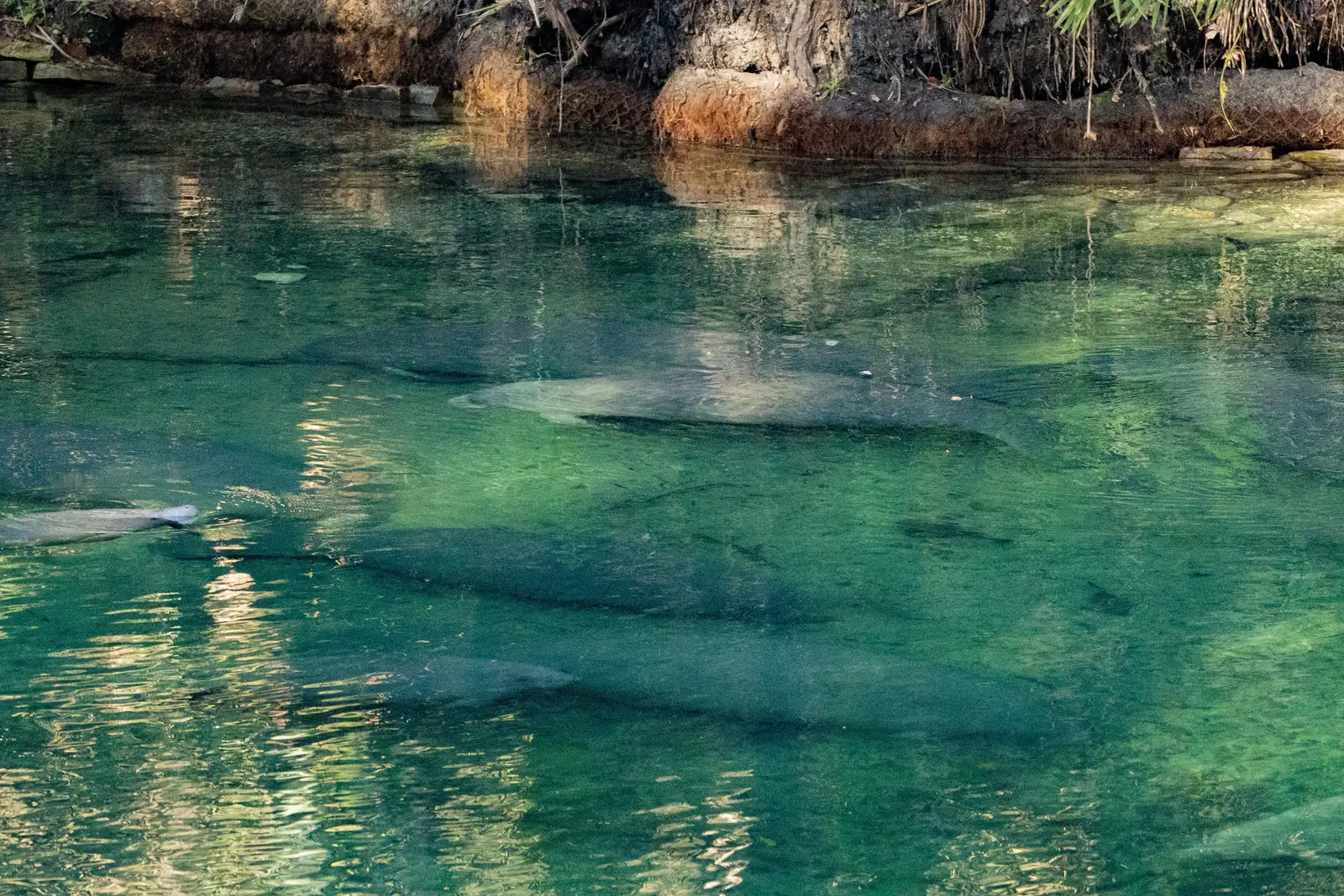 Several manatees resting together in the clear green water of a Florida spring
