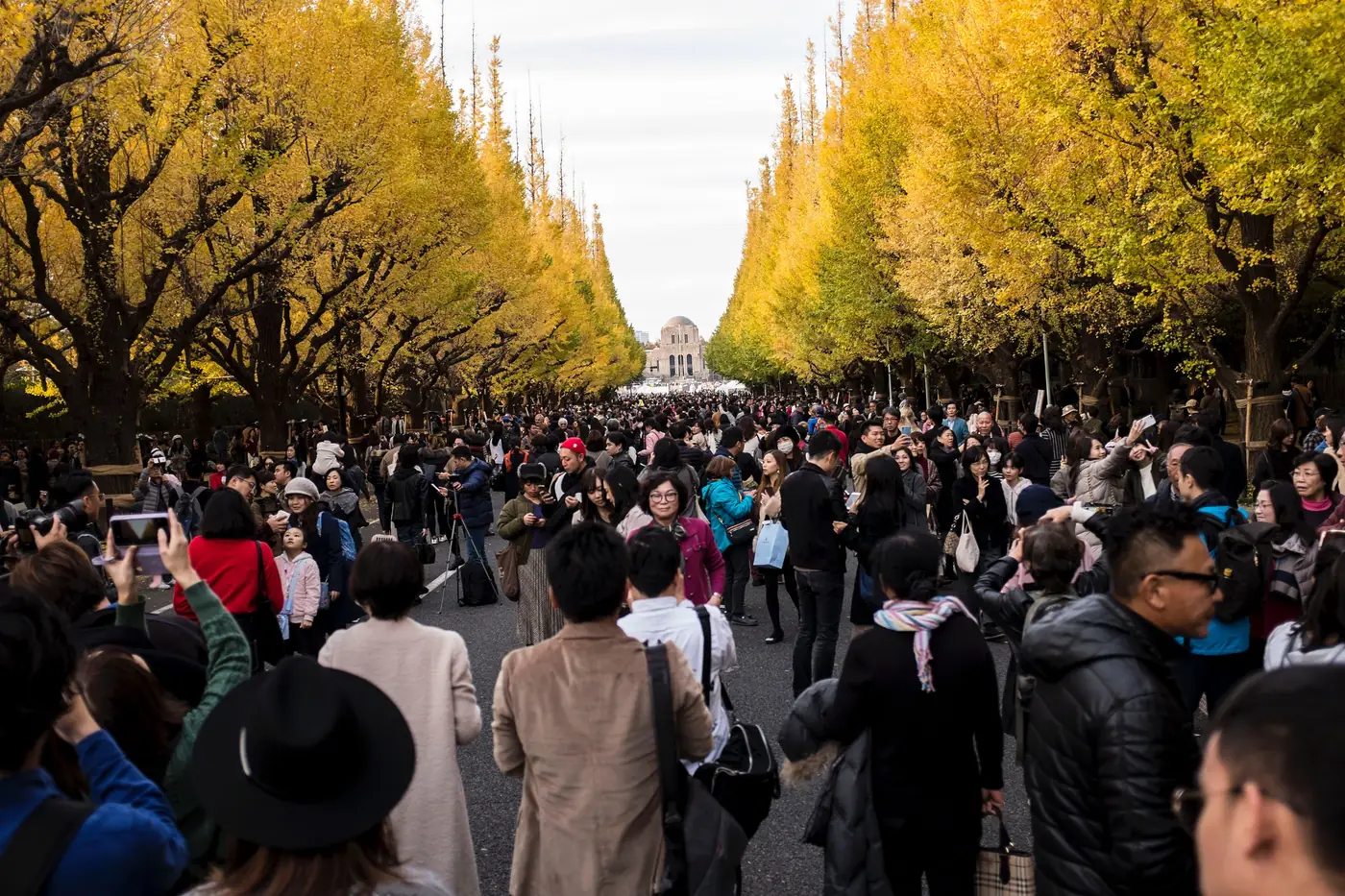 Crowds walking the golden ginkgo avenue at Meiji Jingu Gaien in Tokyo