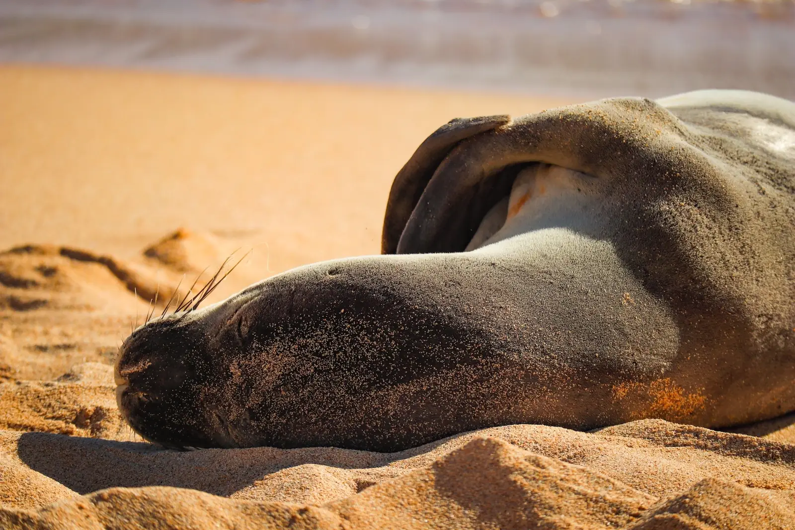 A Hawaiian monk seal asleep on the sand at Poipu Beach on Kauai