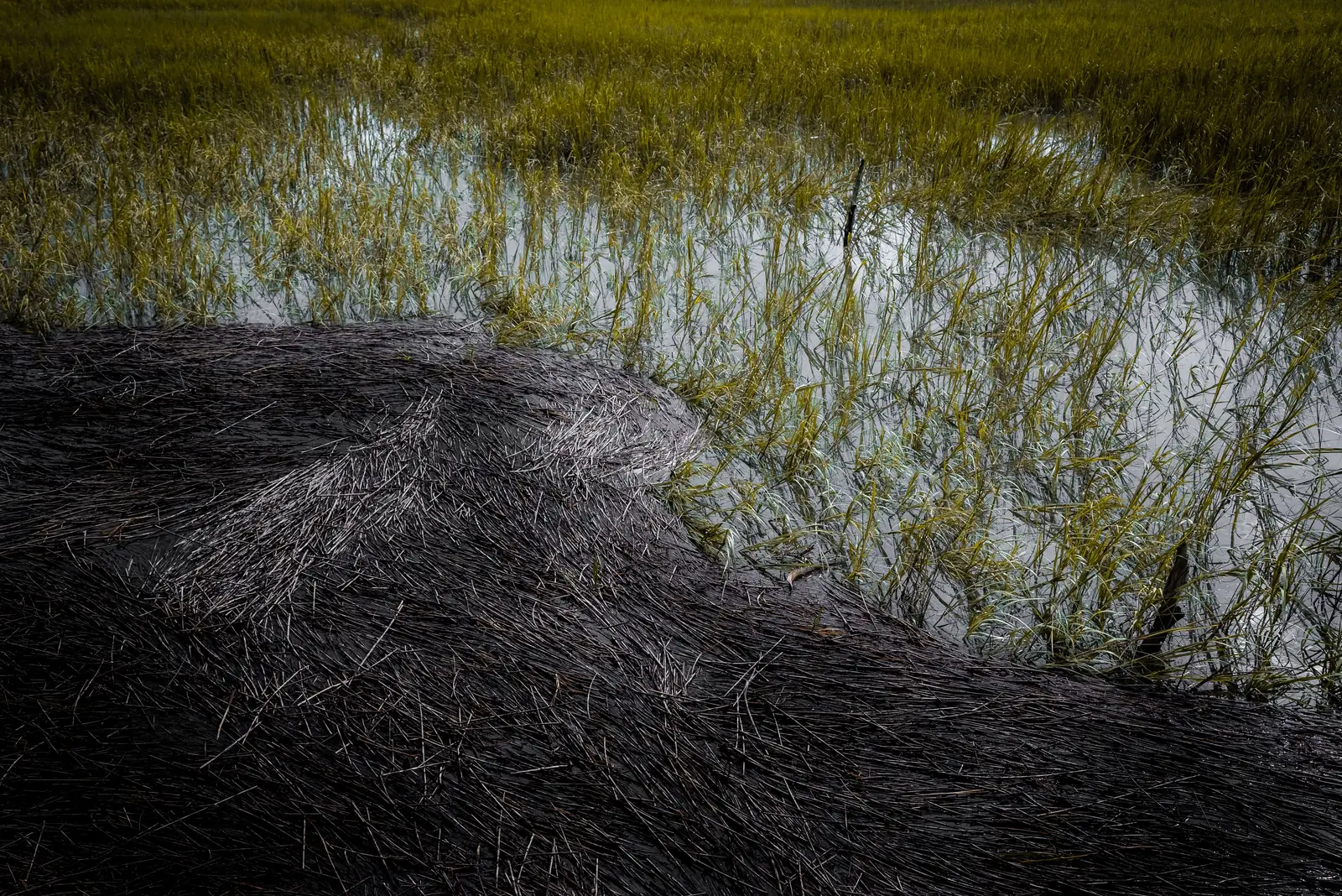 Marshland outside Savannah at dusk