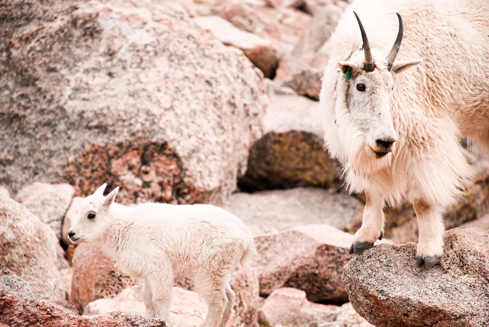 Mountain goats standing on rocky alpine terrain in Colorado