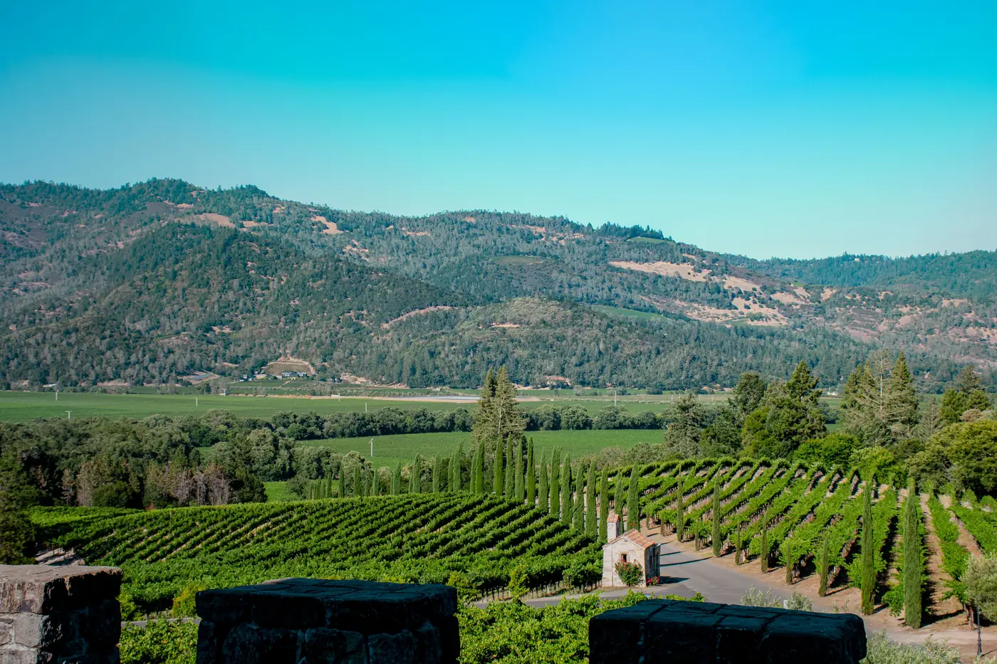 Vineyard rows running across the hills of Napa Valley in California