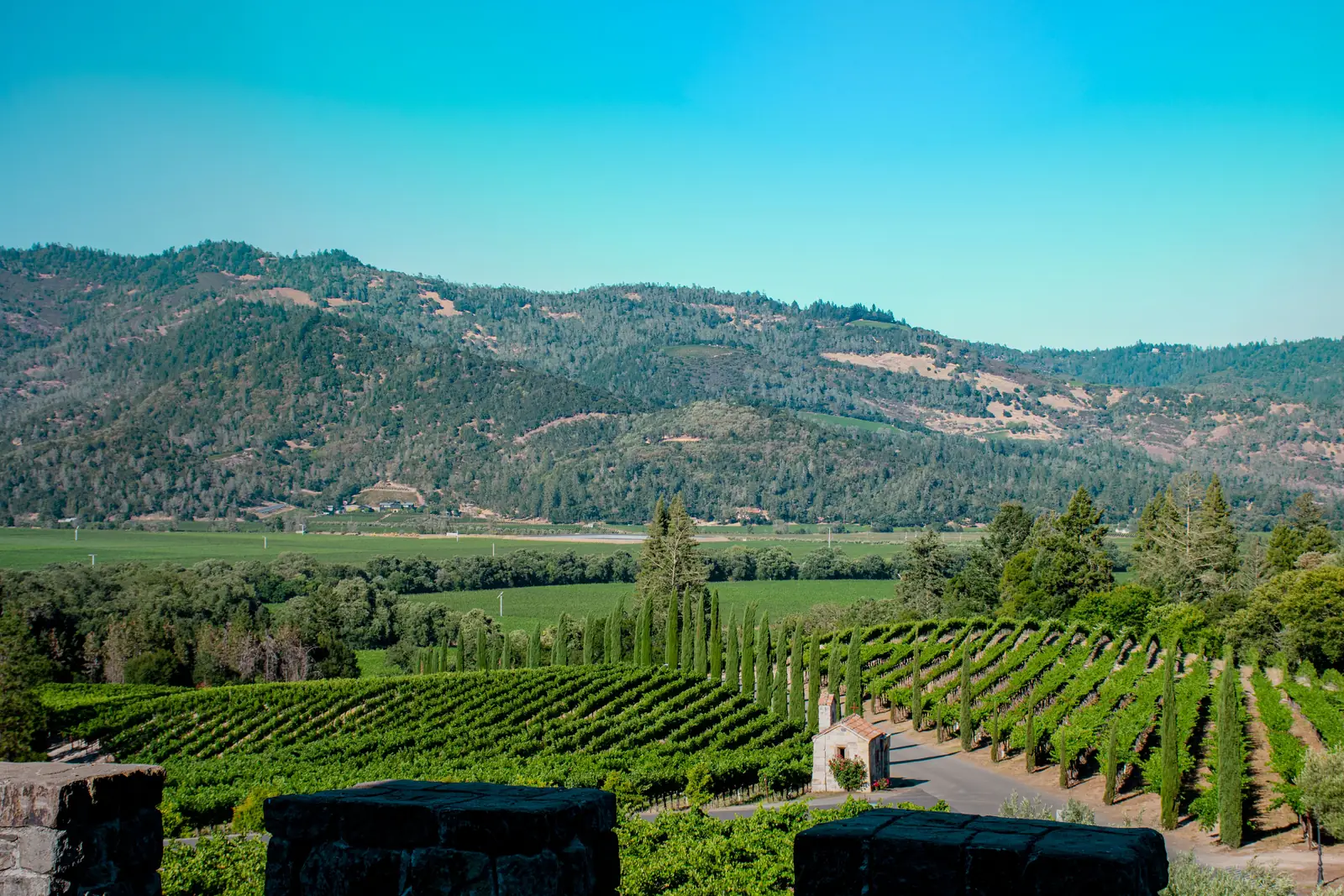 Rows of vines running across the green hills of Napa Valley, California