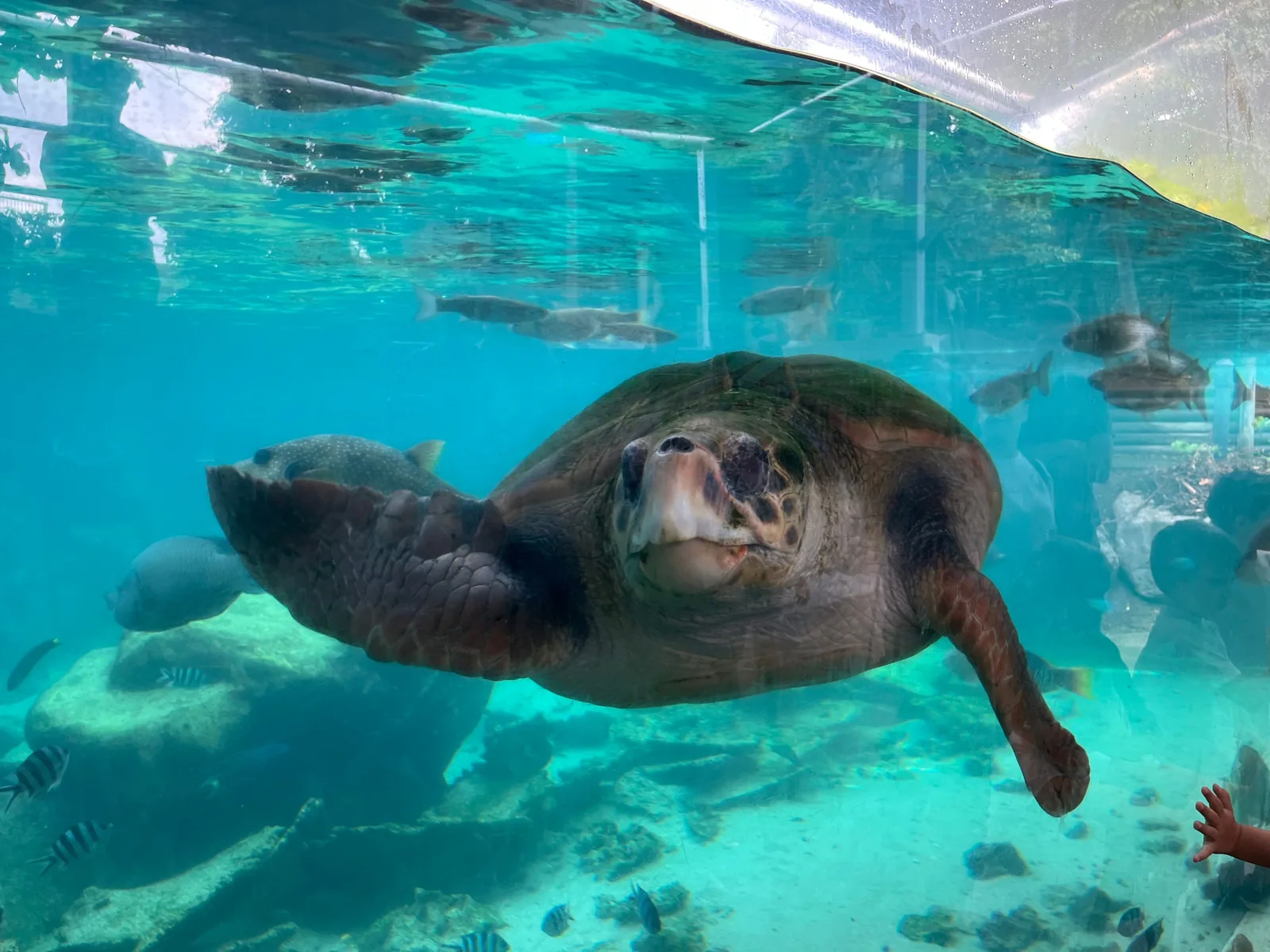 A green sea turtle swimming past the glass of a large aquarium tank