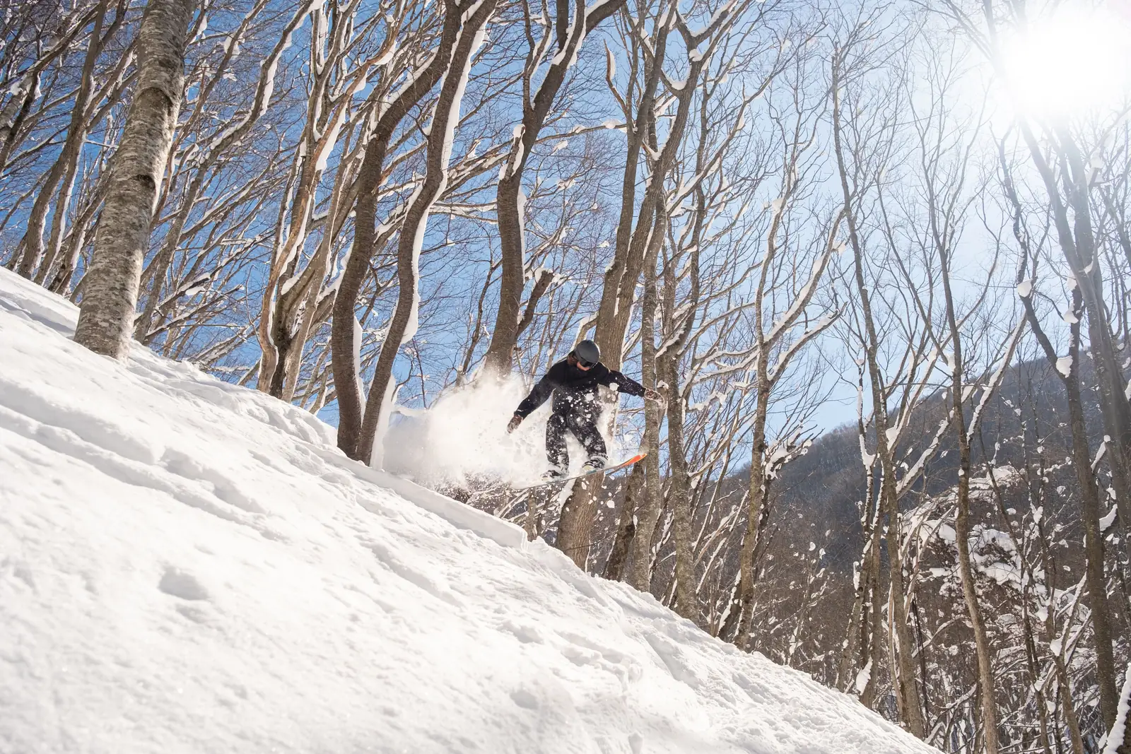 A snowboarder throwing up powder in a birch forest in Japan