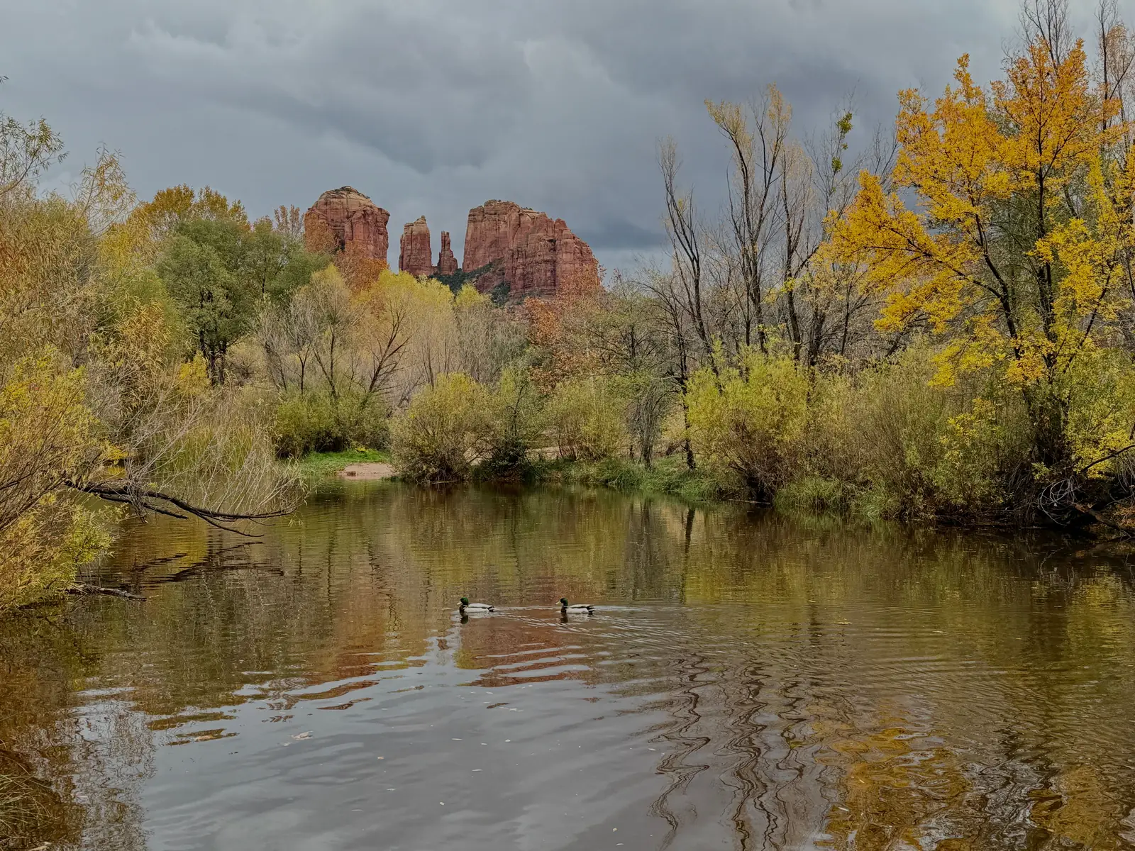 Autumn colour along Oak Creek below the canyon walls near Sedona