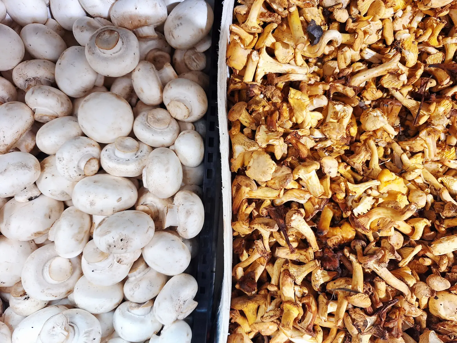 White mushrooms and chanterelles on a market stall in autumn