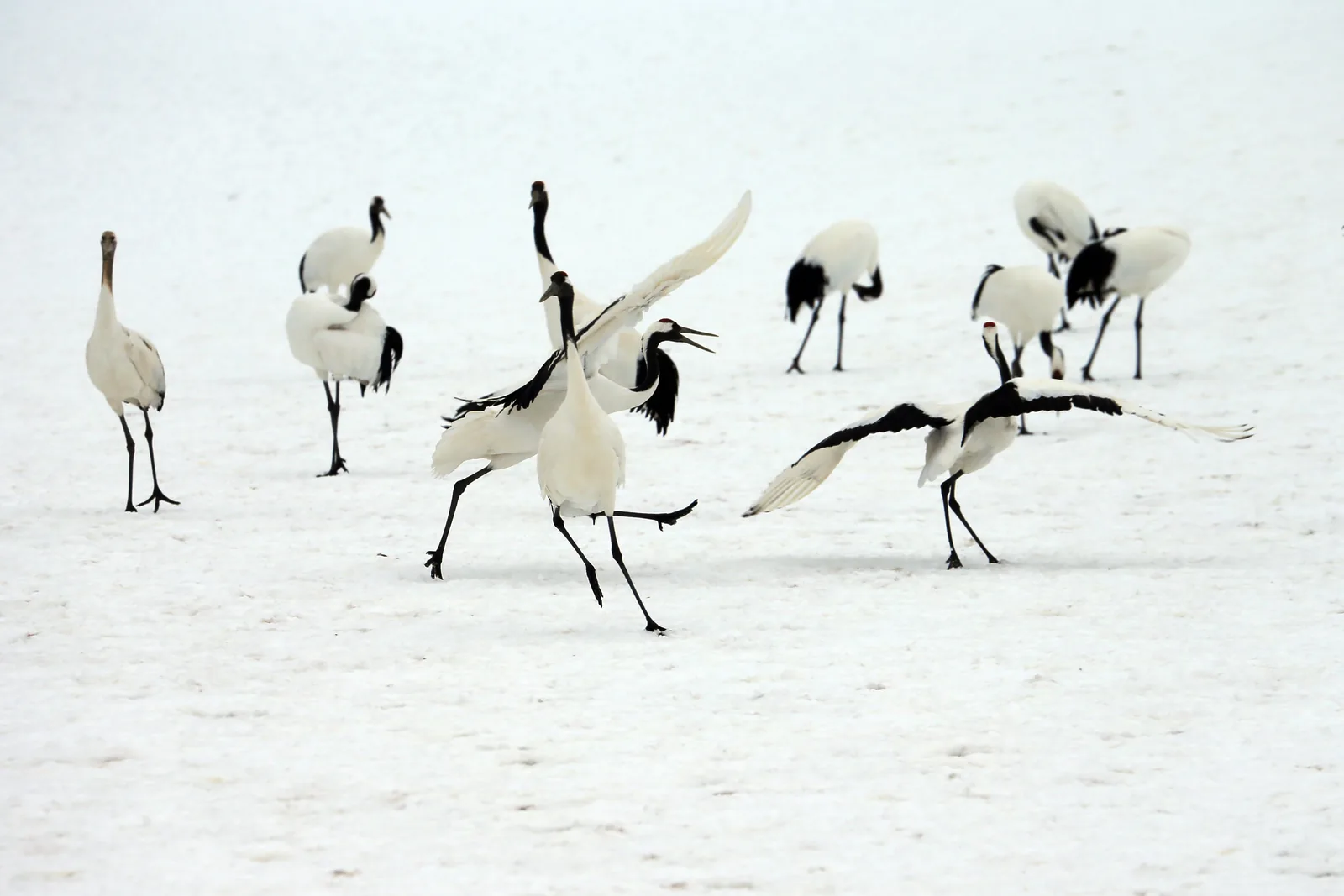 Red crowned cranes dancing in a snowy field