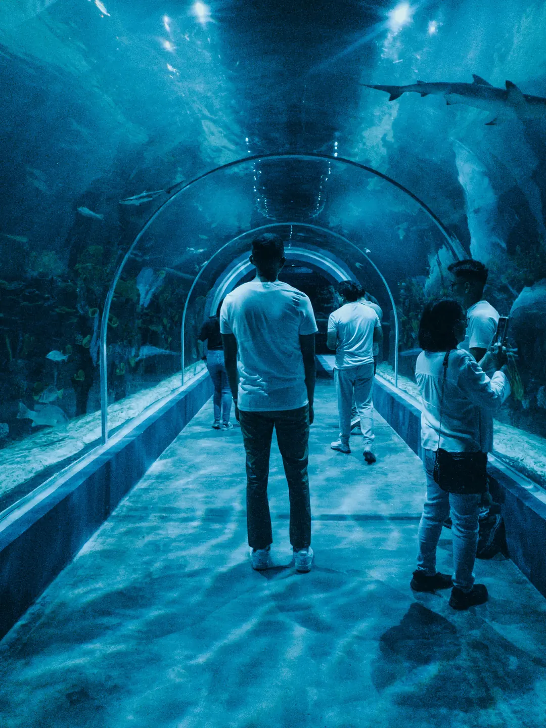 Visitors walking through a glass tunnel under an aquarium tank