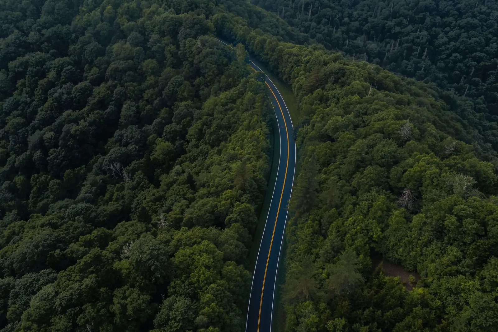 A road winding through dense green forest near Gatlinburg