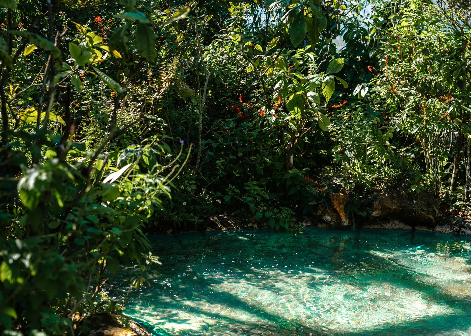 A clear turquoise spring run winding through thick green Florida woods