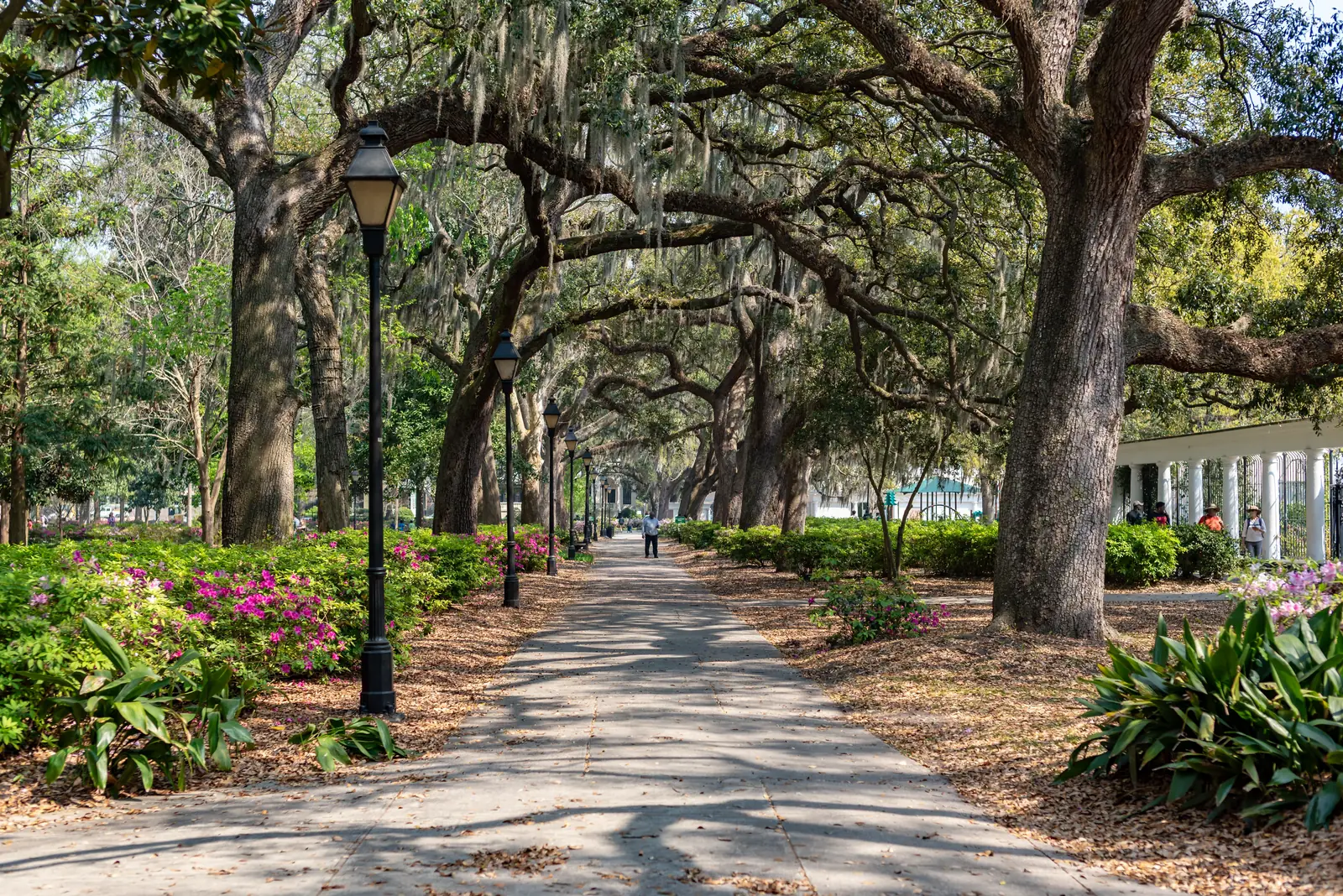 A walkway under live oaks draped in Spanish moss in Forsyth Park, Savannah