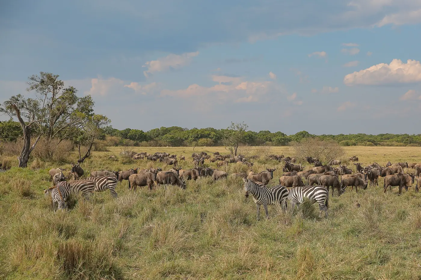 Herds grazing across the Serengeti plains in Tanzania