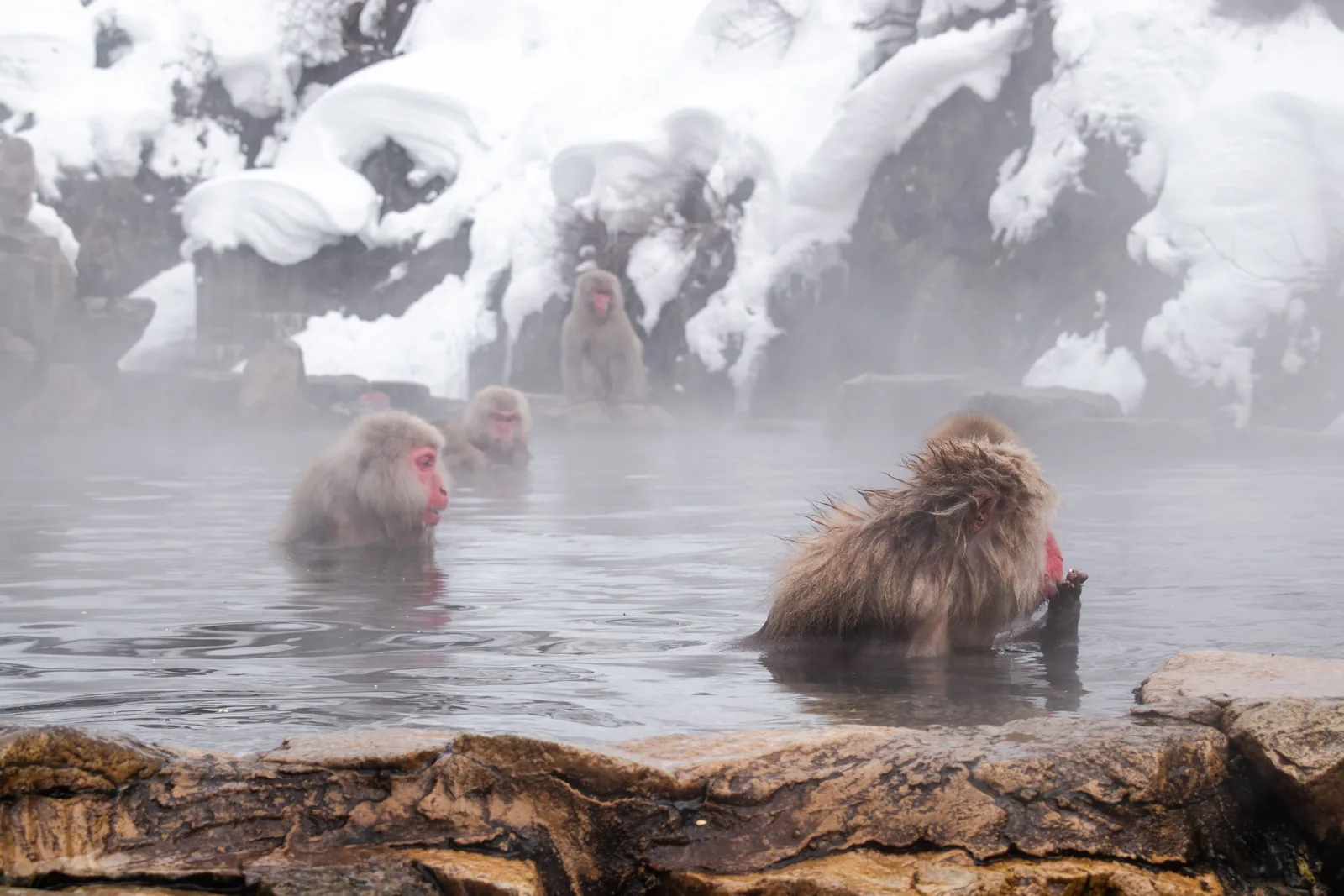 Japanese macaques sitting in a steaming hot spring surrounded by snow