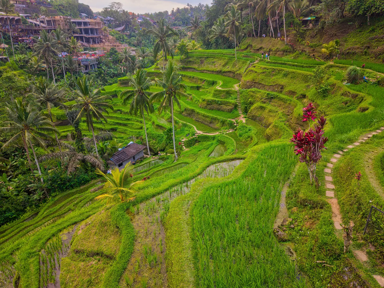 Green rice terraces stepping down a valley near Ubud in Bali