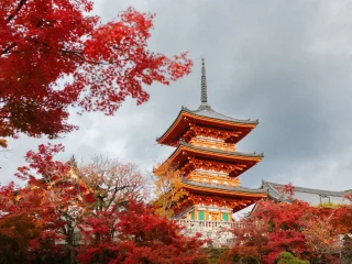 A vermilion pagoda in Kyoto rising above bright red autumn maples