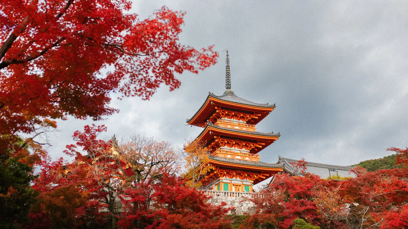 A vermilion pagoda in Kyoto rising above bright red autumn maples
