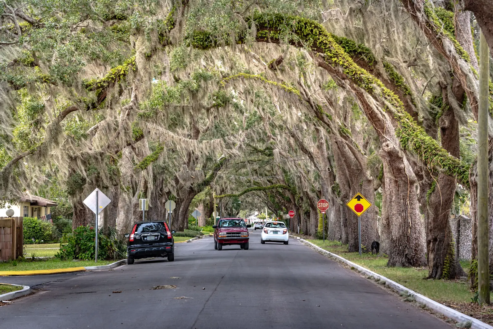 A road running under a canopy of live oaks draped in Spanish moss