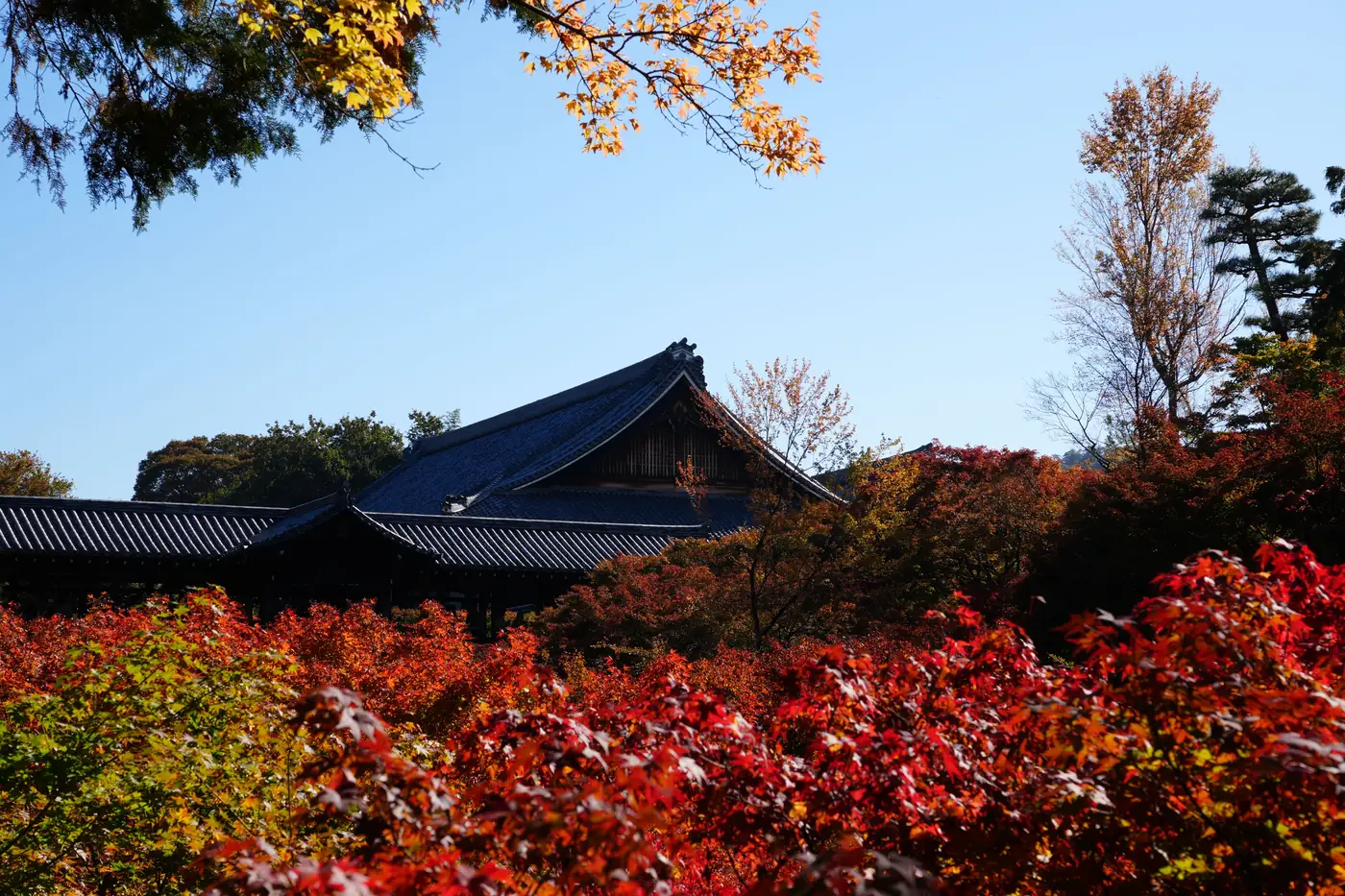Autumn maples turning deep red below the temple roofs at Tofuku-ji in Kyoto