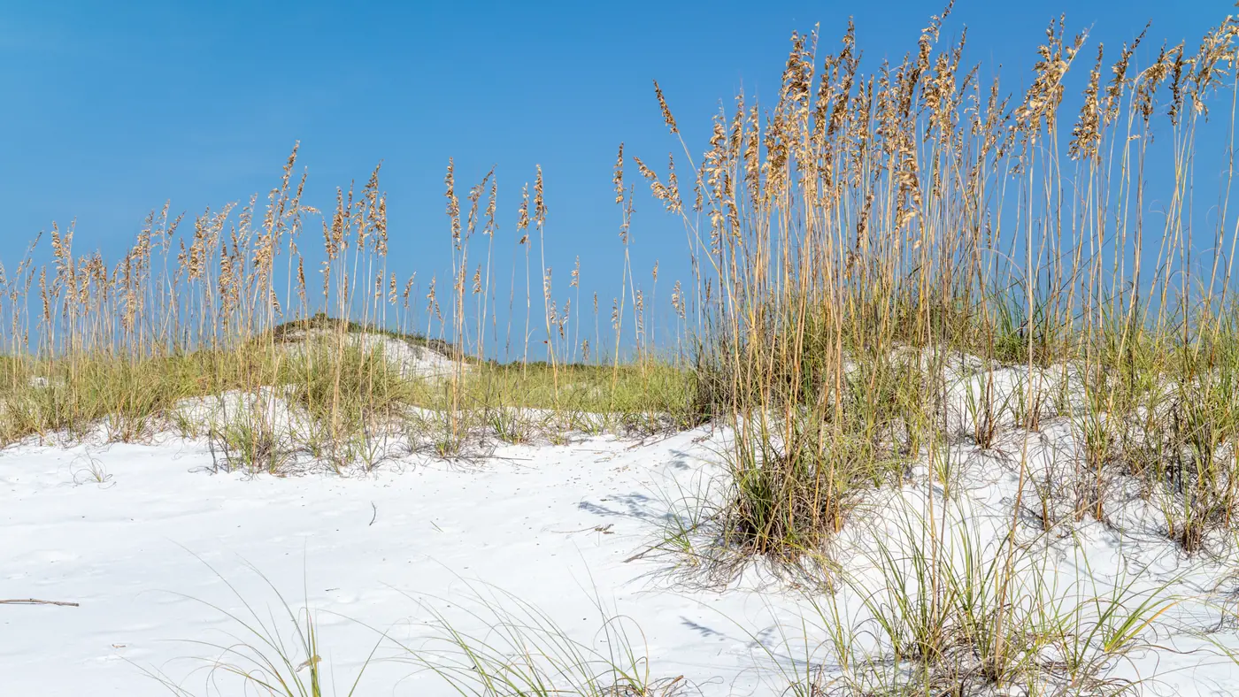 Sea oats growing on the white dunes at Topsail Hill Preserve State Park