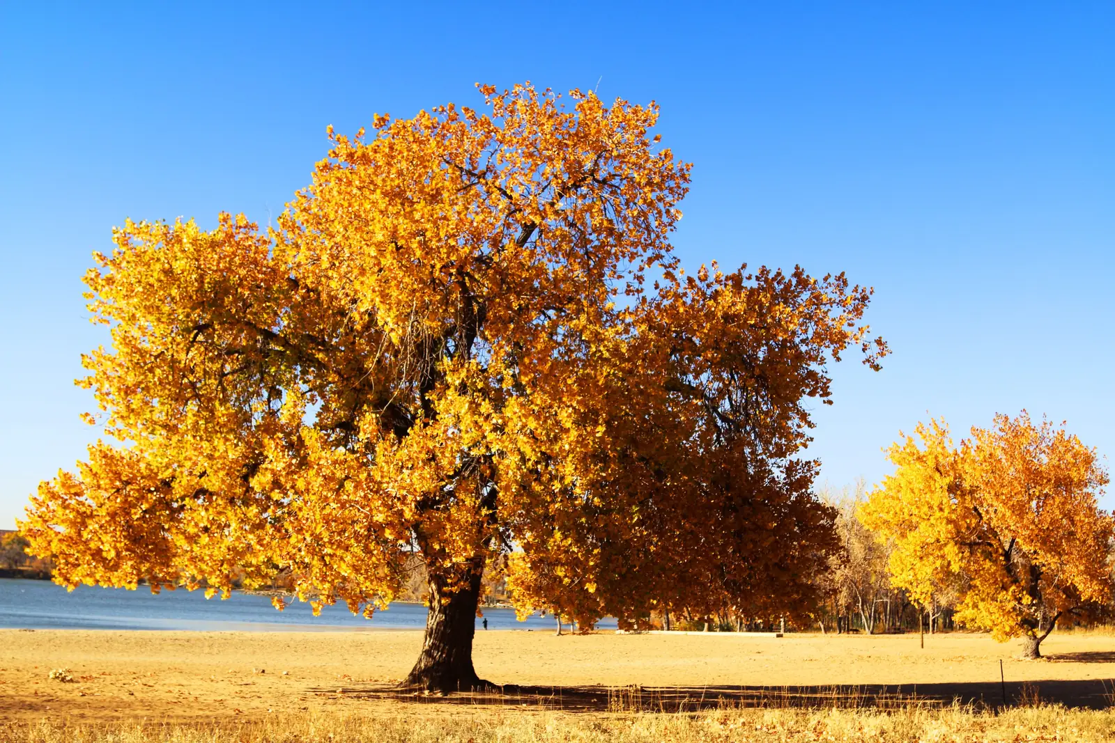 Golden autumn trees around a calm lake in a Denver park