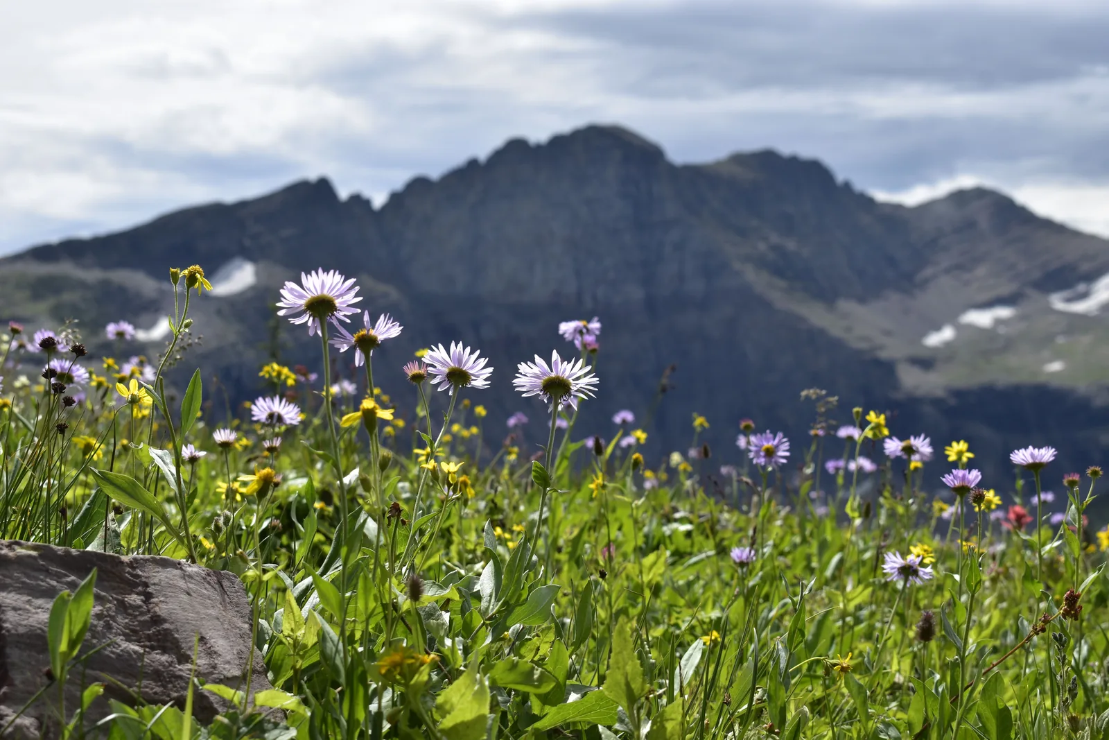 Wildflowers blooming below a mountain ridge in Glacier National Park