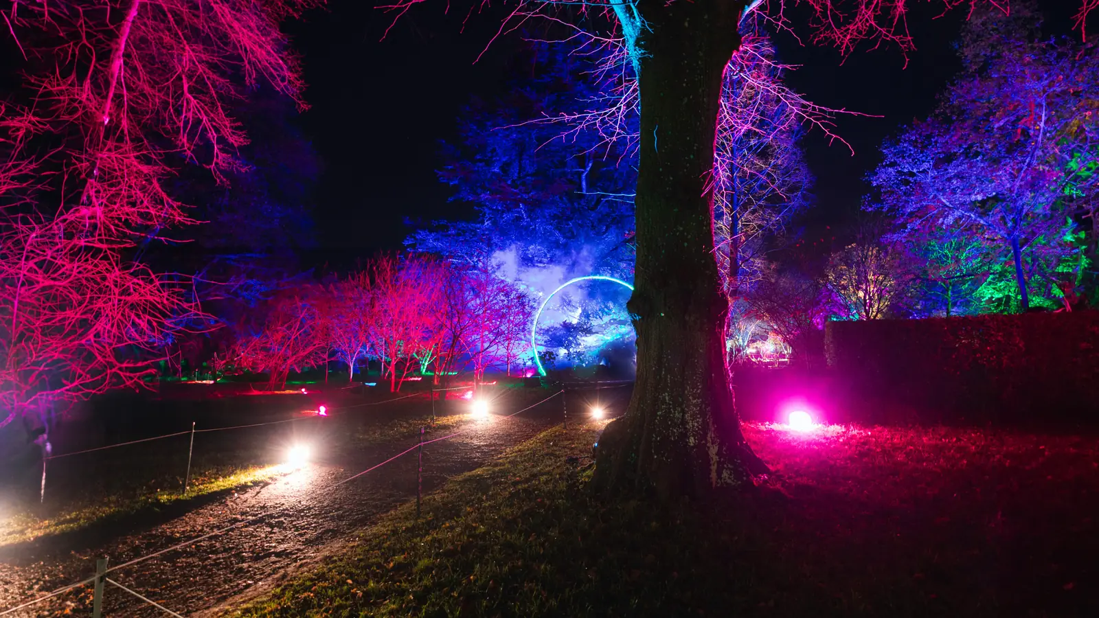 A lit path running through trees washed in pink and blue light at night